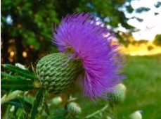 Wildflower Wildflower
