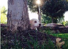 Rescue Puppy Rescue Puppy